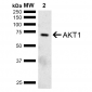 AKT1 Antibody