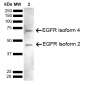 EGFR Antibody