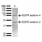 EGFR Antibody