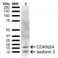 CDKN2A Antibody