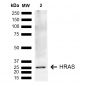 HRAS Antibody