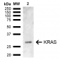 KRAS Antibody