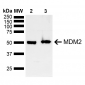 MDM2 Antibody