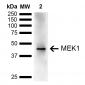 MEK1 Antibody