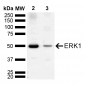 ERK1 Antibody