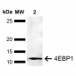 4EBP1 Antibody