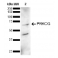 PKC gamma Antibody