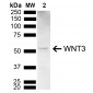 WNT3 Antibody