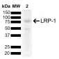 LRP1 Antibody