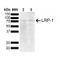 LRP1 Antibody