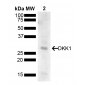 DKK1 Antibody