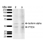 PTEN Antibody