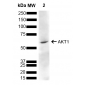 AKT Antibody