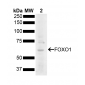 FOXO1 Antibody