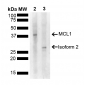 MCL 1 Antibody