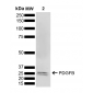 PDGFB Antibody