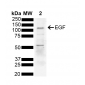 EGF Antibody