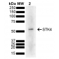 STK4 Antibody