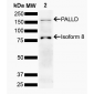 Palladin Antibody