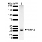 NRAS Antibody