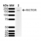 RICTOR Antibody