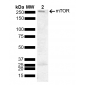 mTOR Antibody