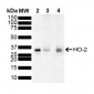 HO-2 Antibody