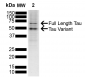 Tau Antibody