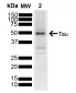 Tau Antibody