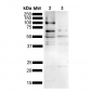 Tau Antibody