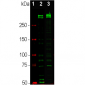 Anti-Ki-67 Antibody