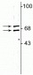 Anti-Lamin A/C Antibody