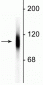 Anti-LAMP1 Antibody