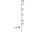 Anti-Alpha Synuclein Antibody