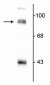 Anti-PSD-95 Antibody