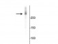 Anti-Microtubule Associated Protein 2 (MAP2) Antibody