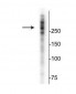 Anti-Microtubule Associated Protein 2 (MAP2) Antibody