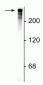 Anti-Microtubule Associated Protein 2 (MAP2) Antibody