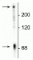 Anti-Microtubule Associated Protein 2 C/D (MAP2C/D) Antibody