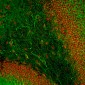 Anti-Microtubule Associated Protein 2 C/D (MAP2C/D) Antibody