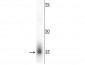 Anti-Mitochondrial Fission Factor (Mff) Antibody