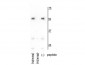 Anti-Mnk2a Antibody