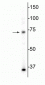 Anti-MeCP2 Antibody