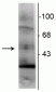 Anti-Retinoid X Receptor, γ-Isotype Antibody