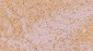 Anti-NG2/CSPG4 Antibody