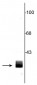 Anti-14-3-3 Protein Antibody