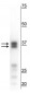Anti-Arginase I (ARG1) Antibody