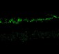 Anti-NMDA NR2A Subunit (100 ul) Antibody