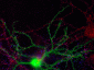 Anti-NMDA NR2A Subunit, N-terminus Antibody