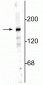 Anti-NMDA NR2A Subunit, N-terminus Antibody